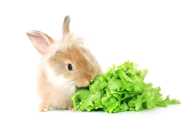 Can Bunnies Eat Iceberg Lettuce?  Is It Safe? (Benefits & Risks)