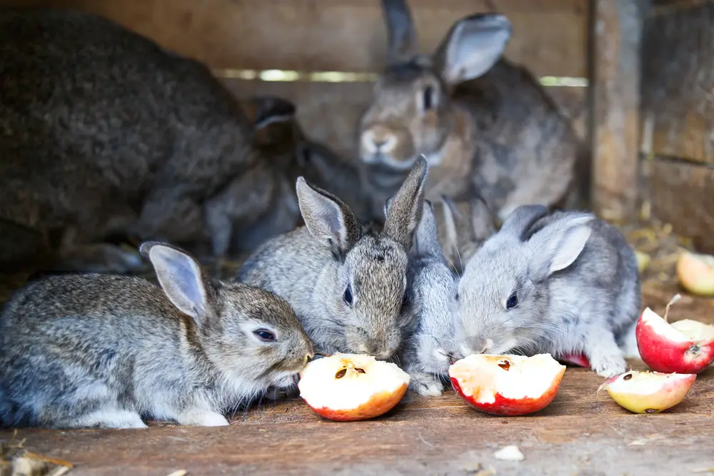 Can Rabbits Eat Apples