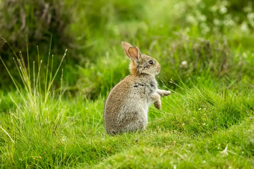11 Spiritual Meanings When You See a Rabbit