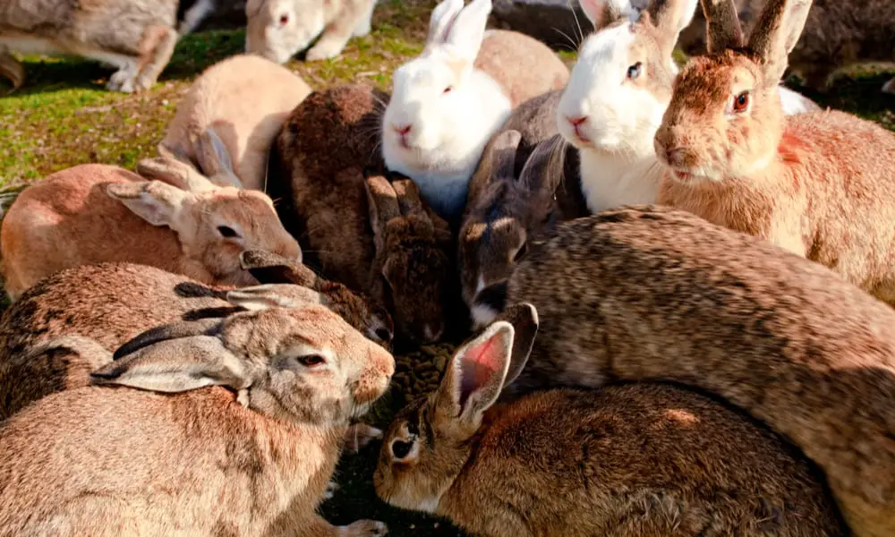 15 Most Common & Popular Rabbit Breeds (With Pictures)