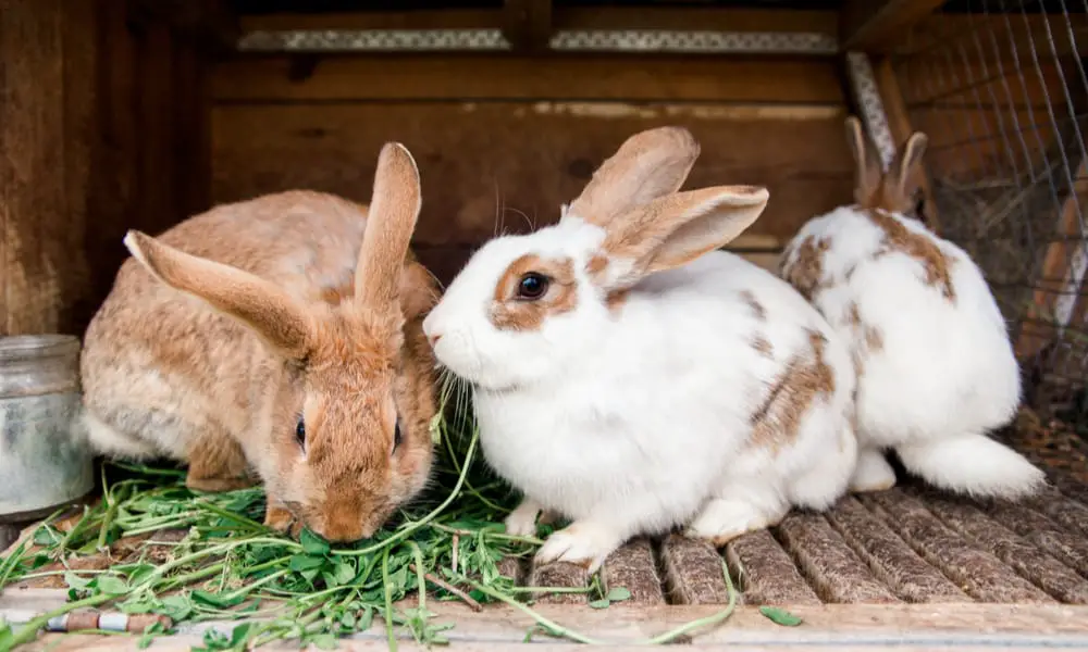 15 Most Expensive Rabbit Breeds (With Pictures)