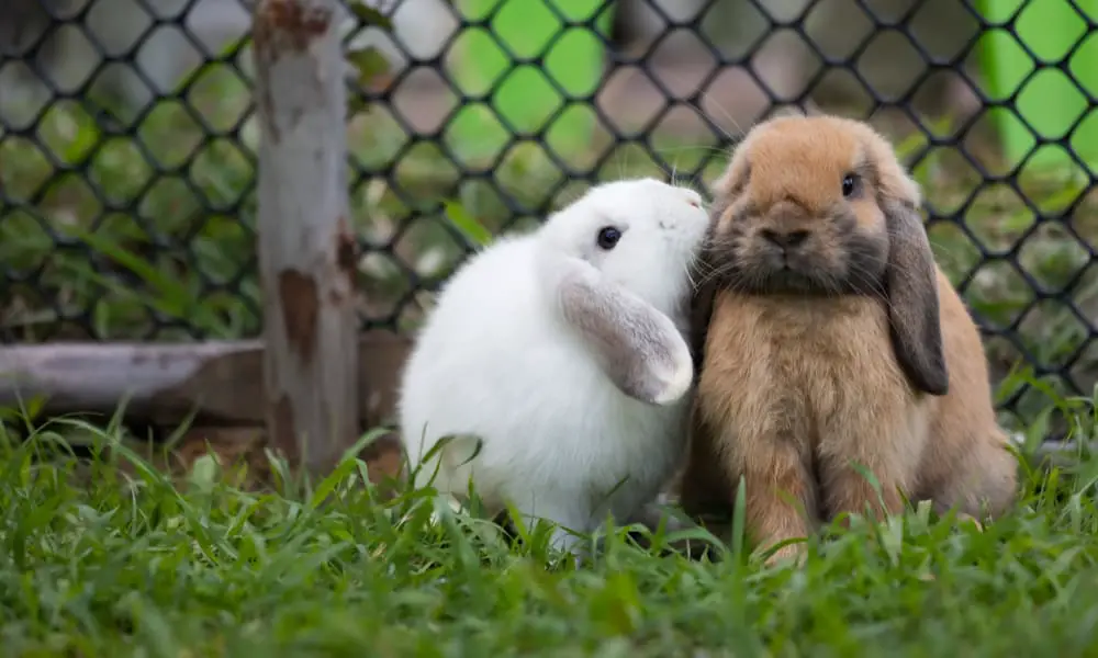 24 Most Affectionate & Friendly Rabbit Breeds (With Pictures)