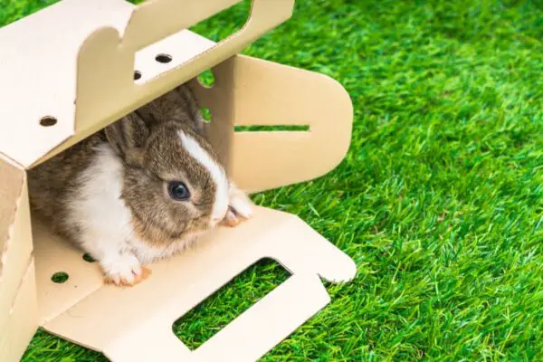 25 Easy DIY Rabbit Digging  Box Plans