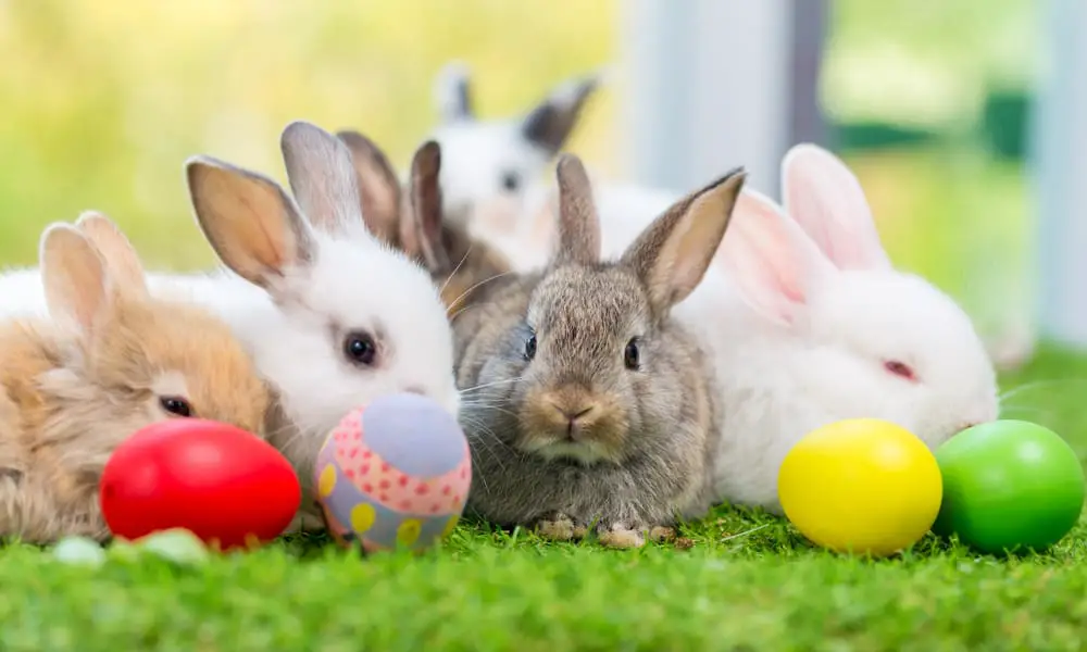 25 Easy DIY Rabbit Toys Ideas