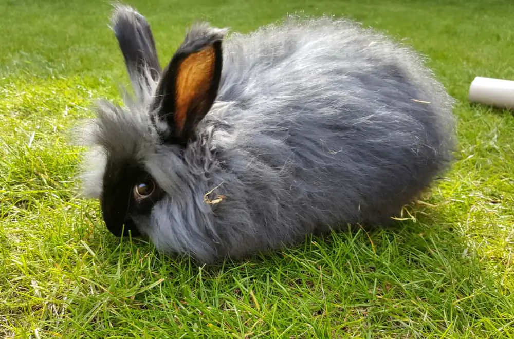 Angora rabbit