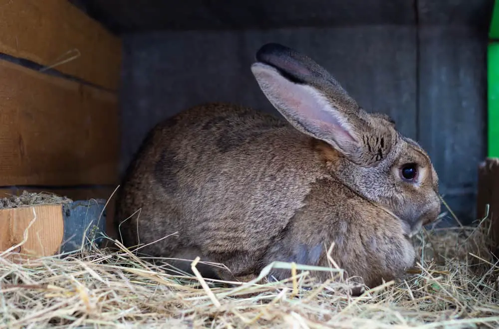 Belgian Hare rabbit