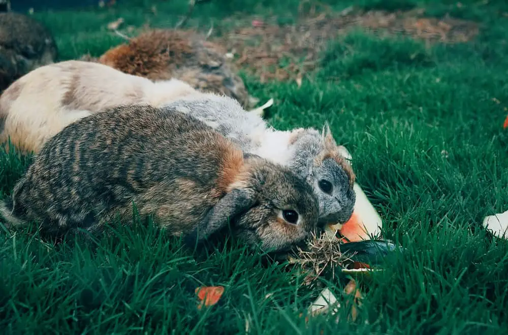 Broccoli Risks for Rabbits