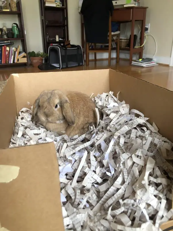 Build Your Bunny a Digging Box – Sugar Bouche Quora
