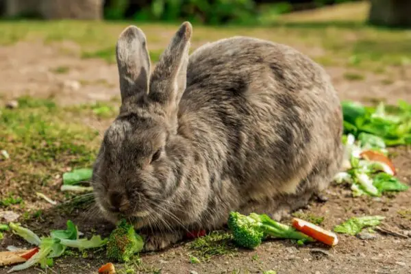 Can Rabbits Eat Broccoli? Is It Safe? (Benefits & Risks)