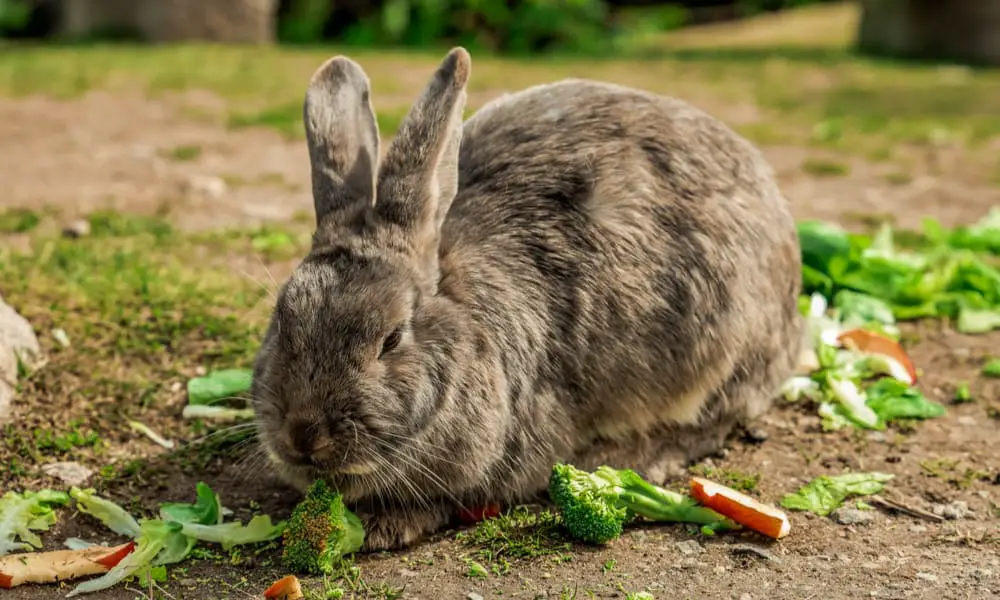 Can Rabbits Eat Broccoli? Is It Safe? (Benefits & Risks)