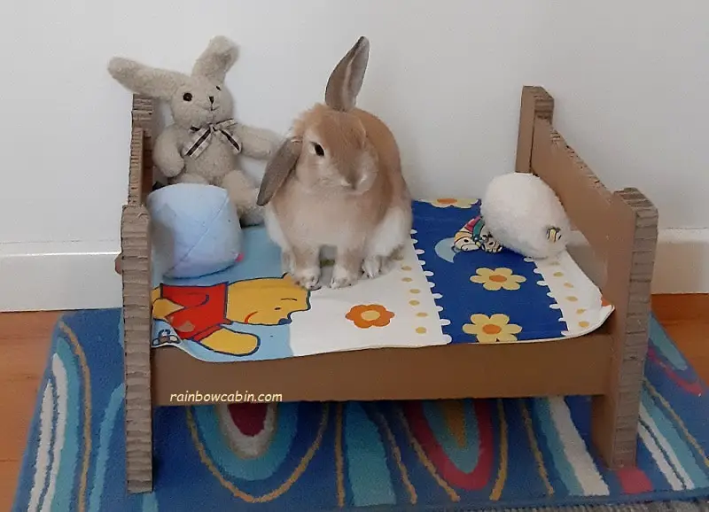 Cardboard Bunny Bed – How to Make A Pet Rabbit Bed