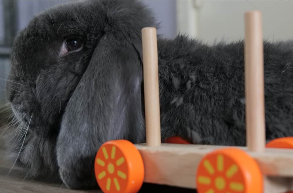 DIY Bunny Toys – Ohio Rabbit Rescue