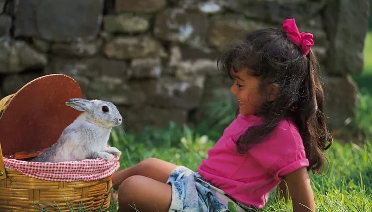 DIY Toys For Bunny Rabbits - Tara Mills