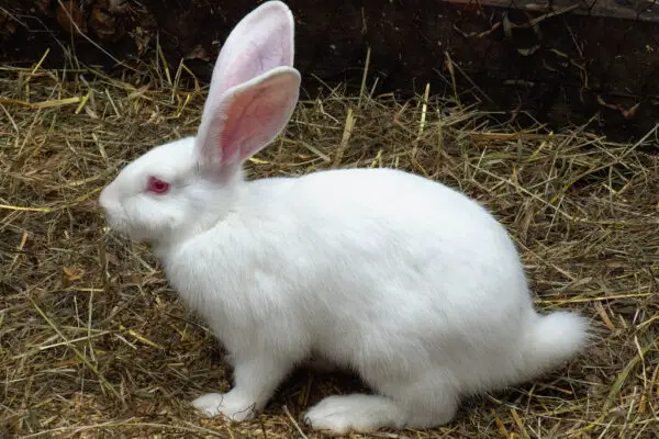 Do Rabbits Have Long Tails? (Length & Care)