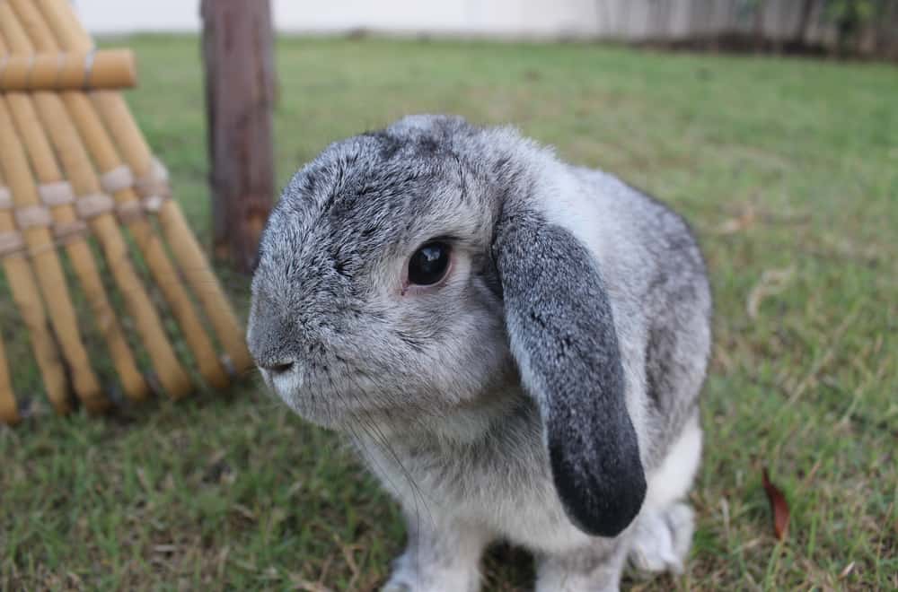 Dutch Lop rabbit