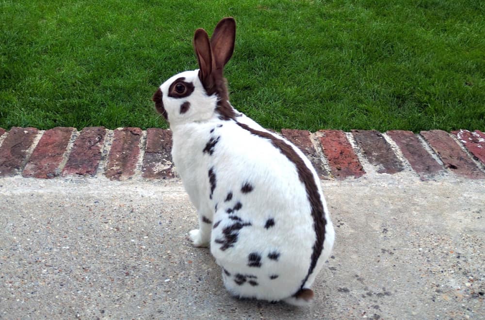 English Spot rabbit