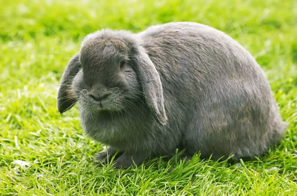 French Lop rabbit