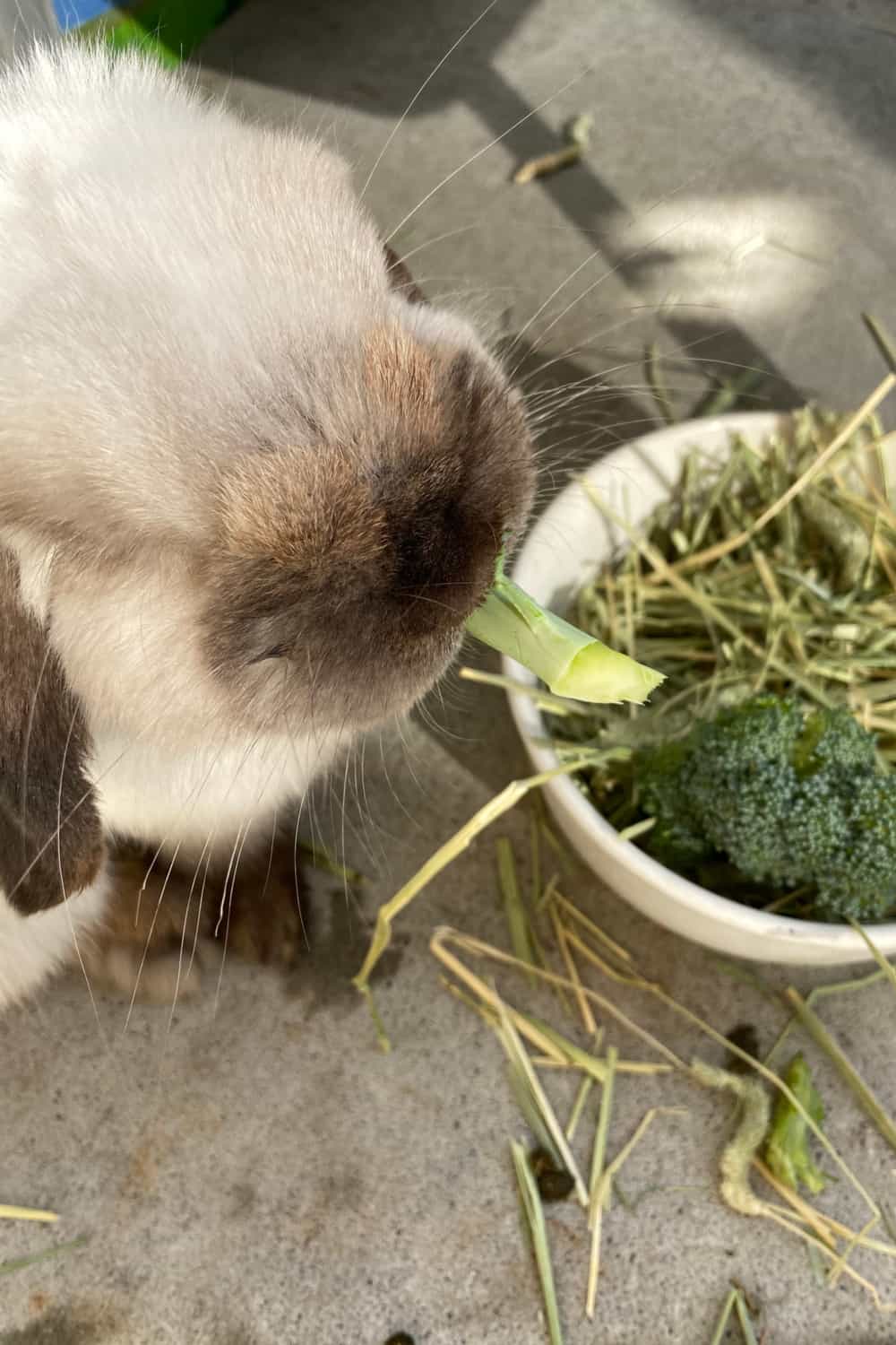 How Much Broccoli to Offer Your Bunny