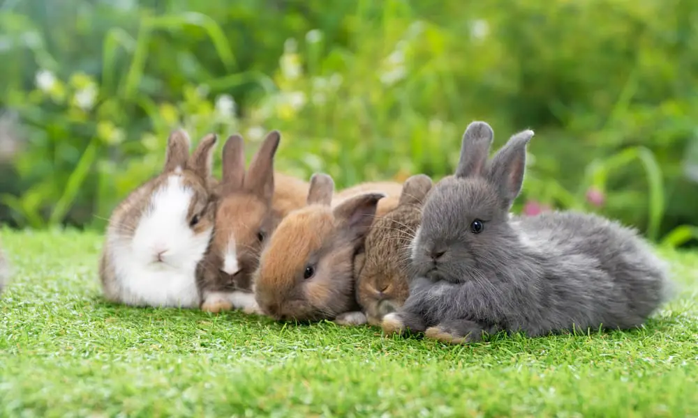 How Much Do Dwarf Bunnies Cost? (Price Chart)