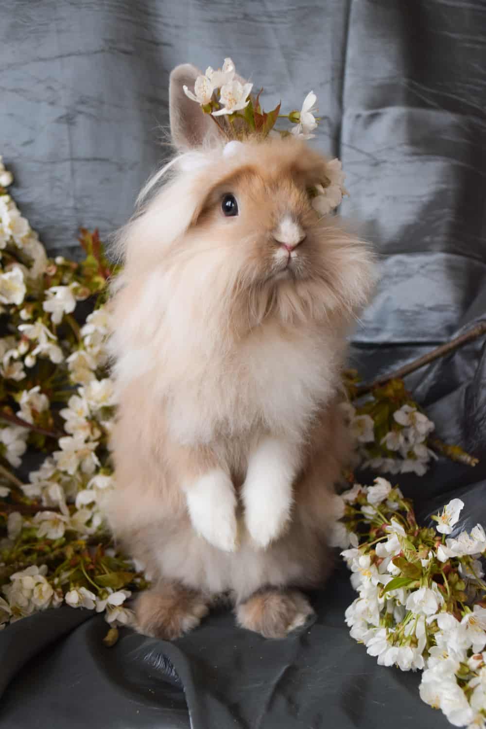How Much Does a Lionhead Rabbit Cost
