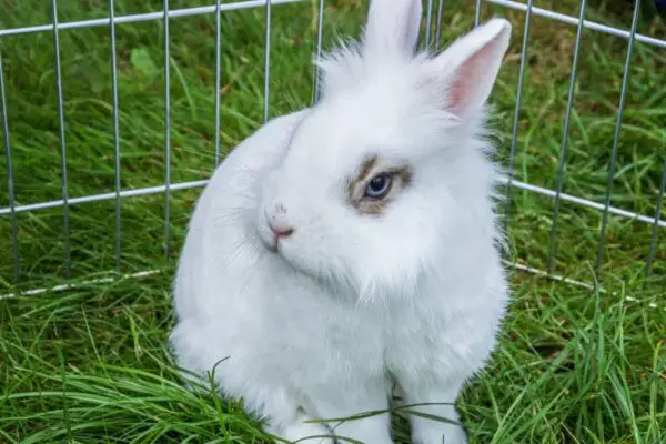 How Much Does a Lionhead Rabbit Cost?