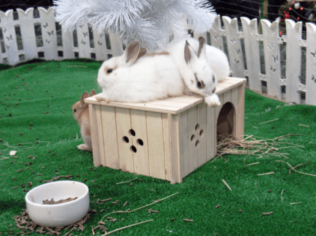 How to Make a Rabbit Bed – Pet Cosset