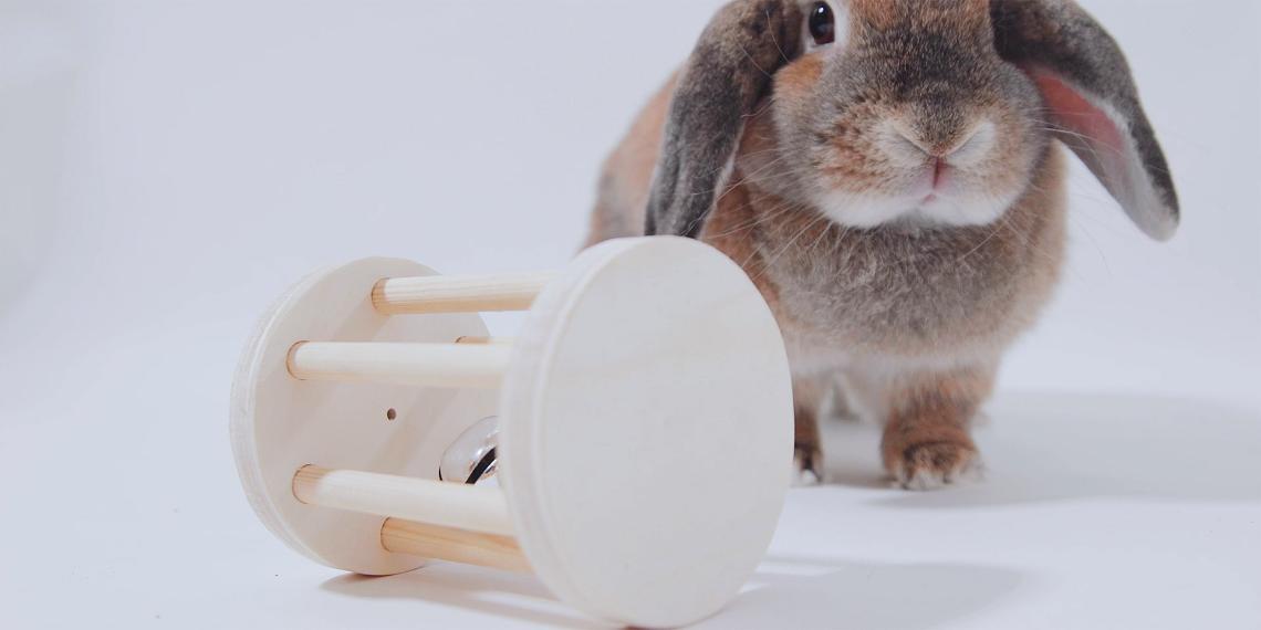 How to Make a Toy for Your Pet Rabbit - Dremel