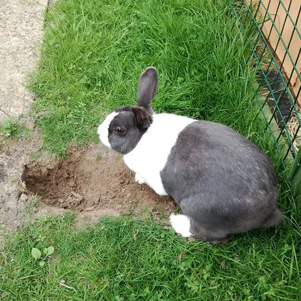 Indoor or Outdoor Digging Box – Rabbit Welfare
