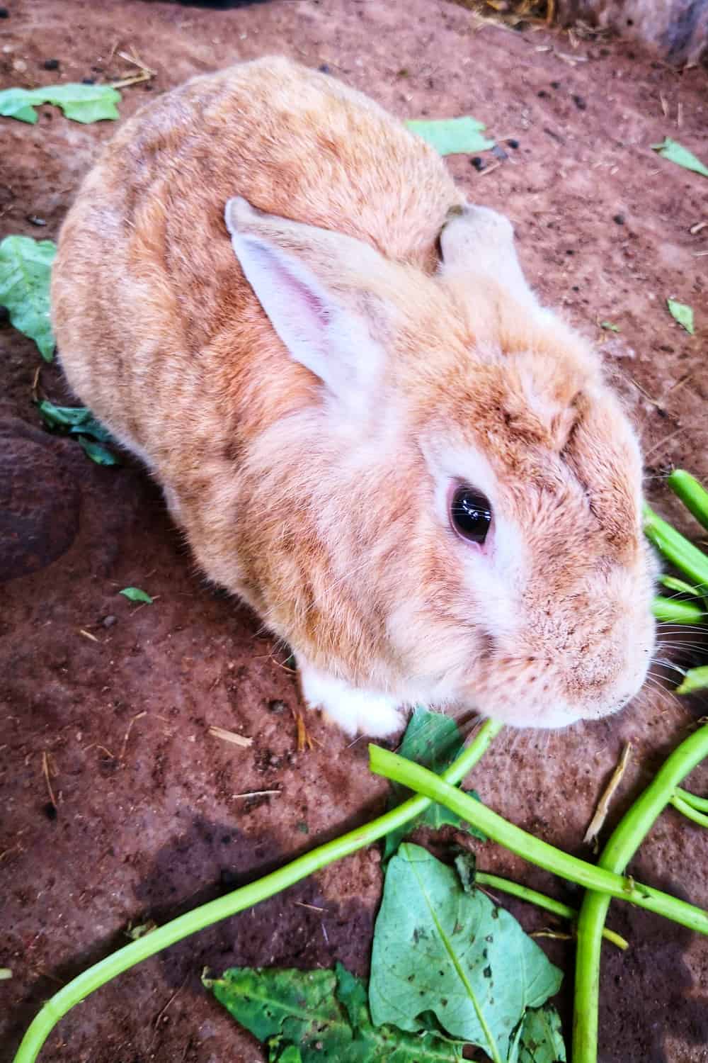 Is Spinach Safe For Rabbits