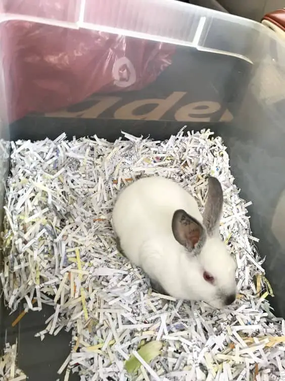 Katie’s Shredded Paper Rabbit Digging Box - Pinterest