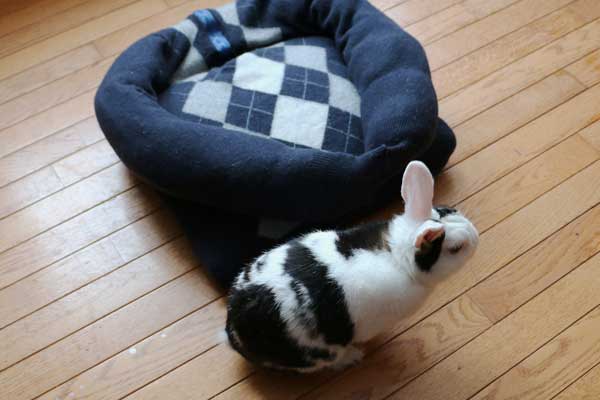 Make a Sweater Pet Bed for Dogs, Cats, and Bunnies – Empress of Dirt