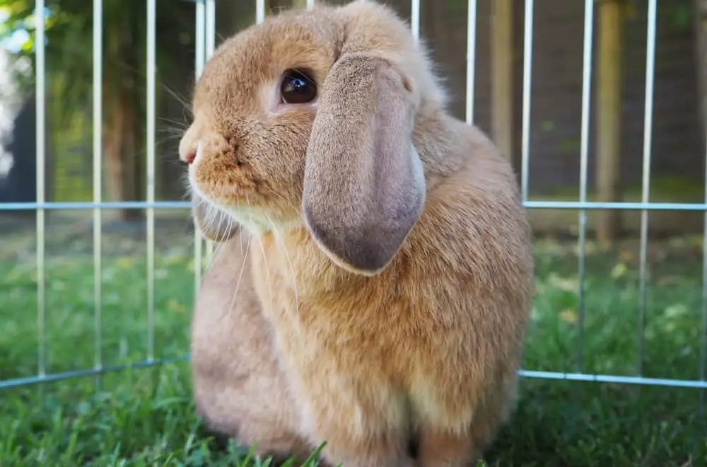 Mini Lop rabbit