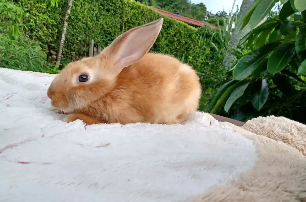 Mini Satin rabbit