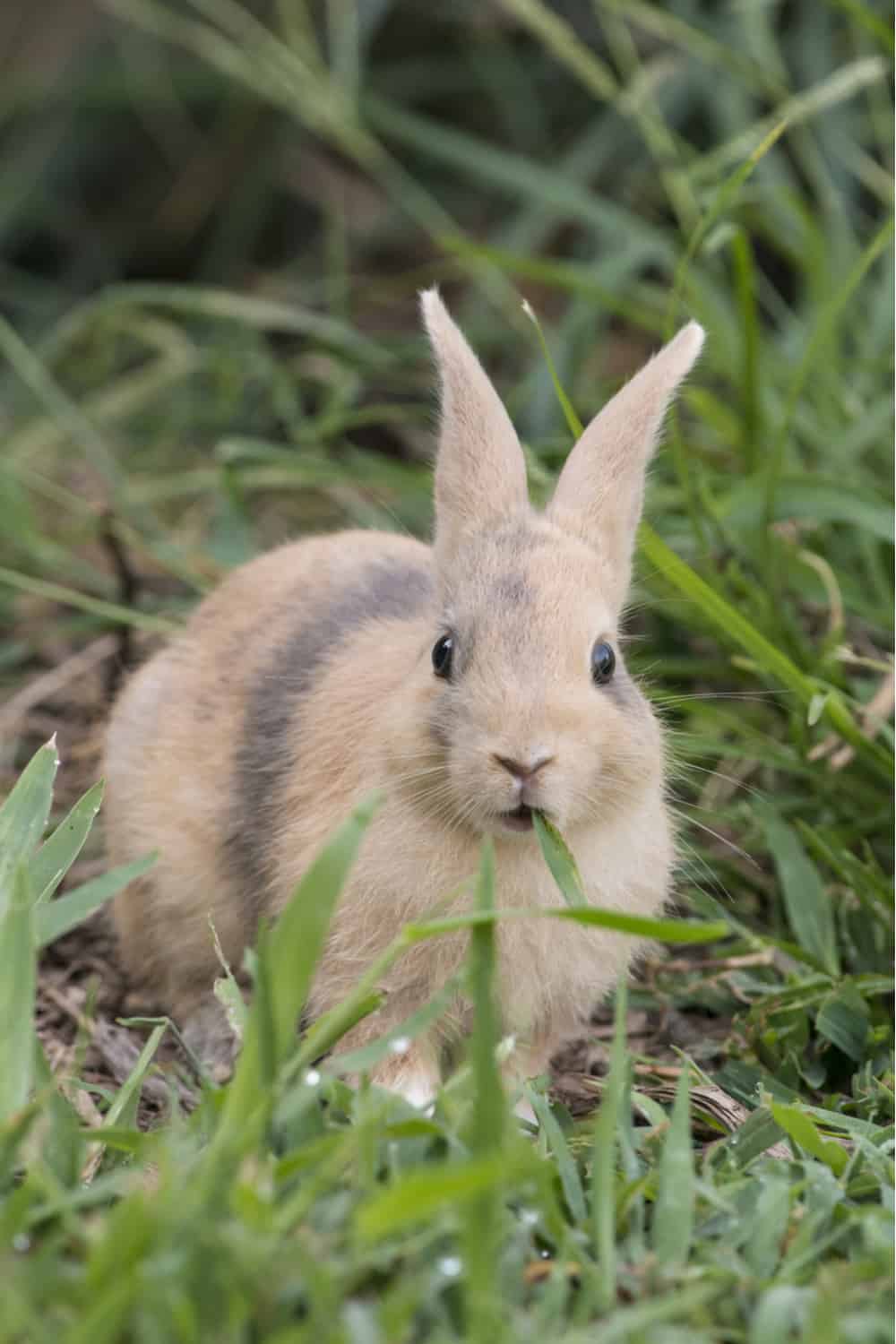 Palomino rabbit