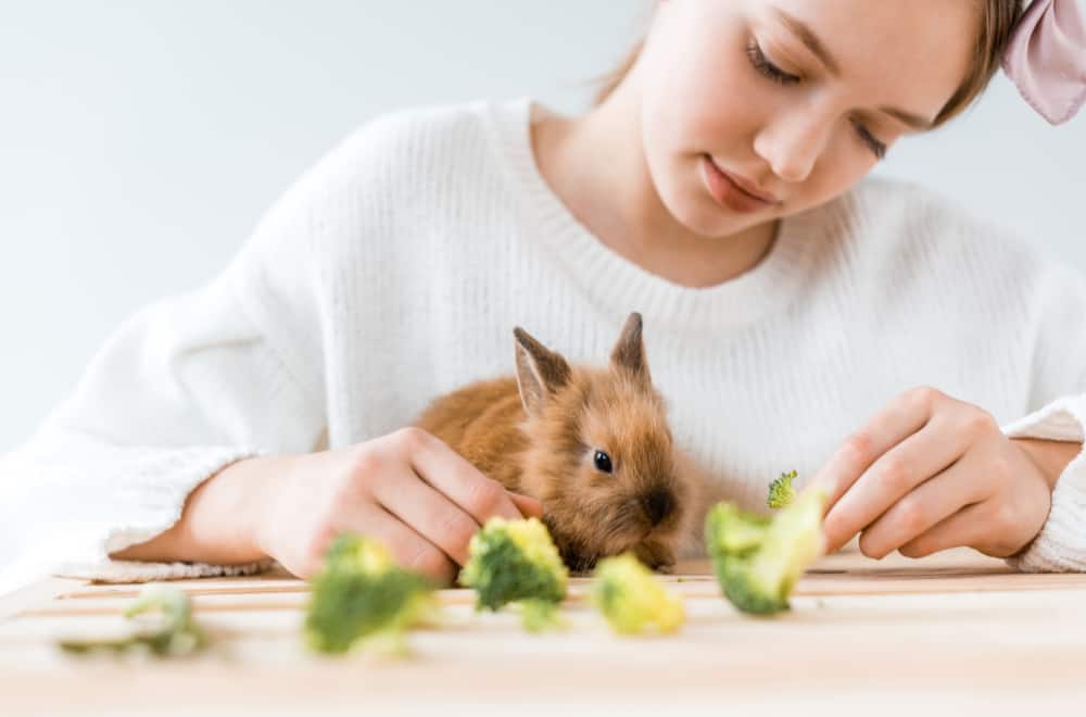 Proper Way to Feed Rabbits with Broccoli