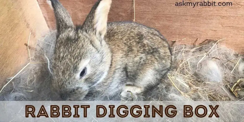 Rabbit Digging Box Ideas & DIY – Ask My Rabbit