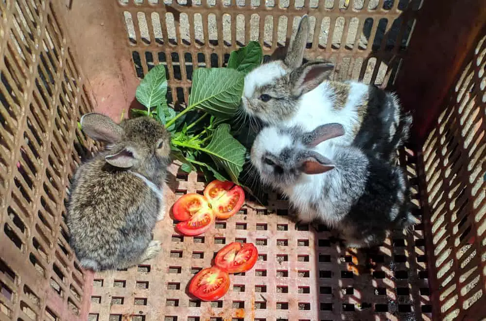 Spinach Benefits for Rabbits