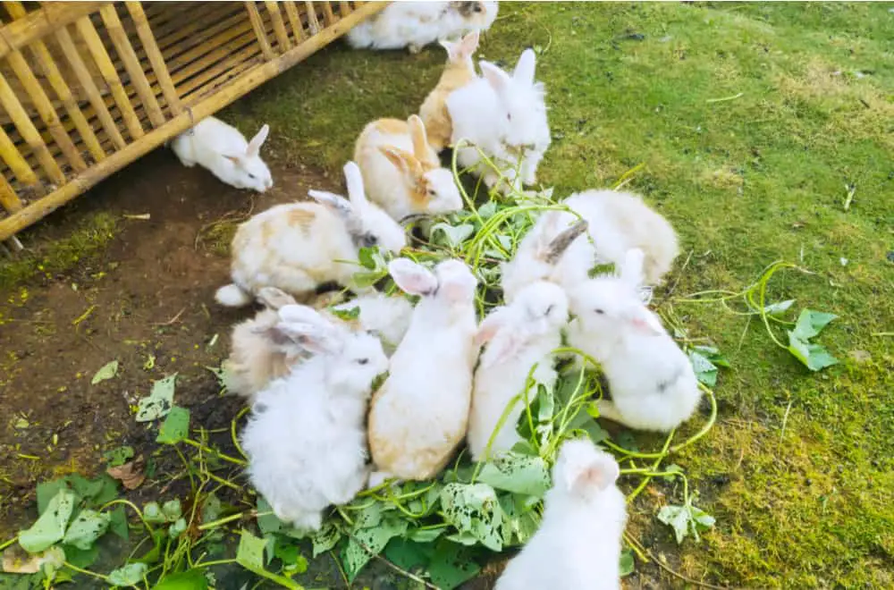 Spinach Risks for Rabbits