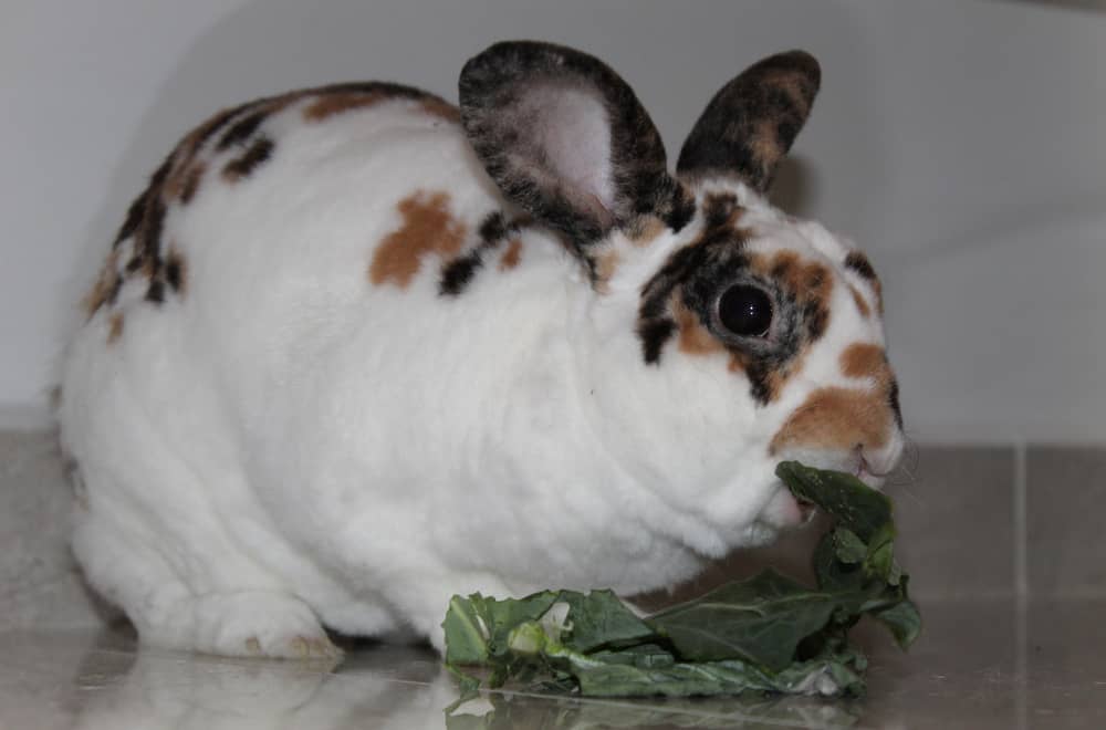 Spinach parts appropriate for rabbits