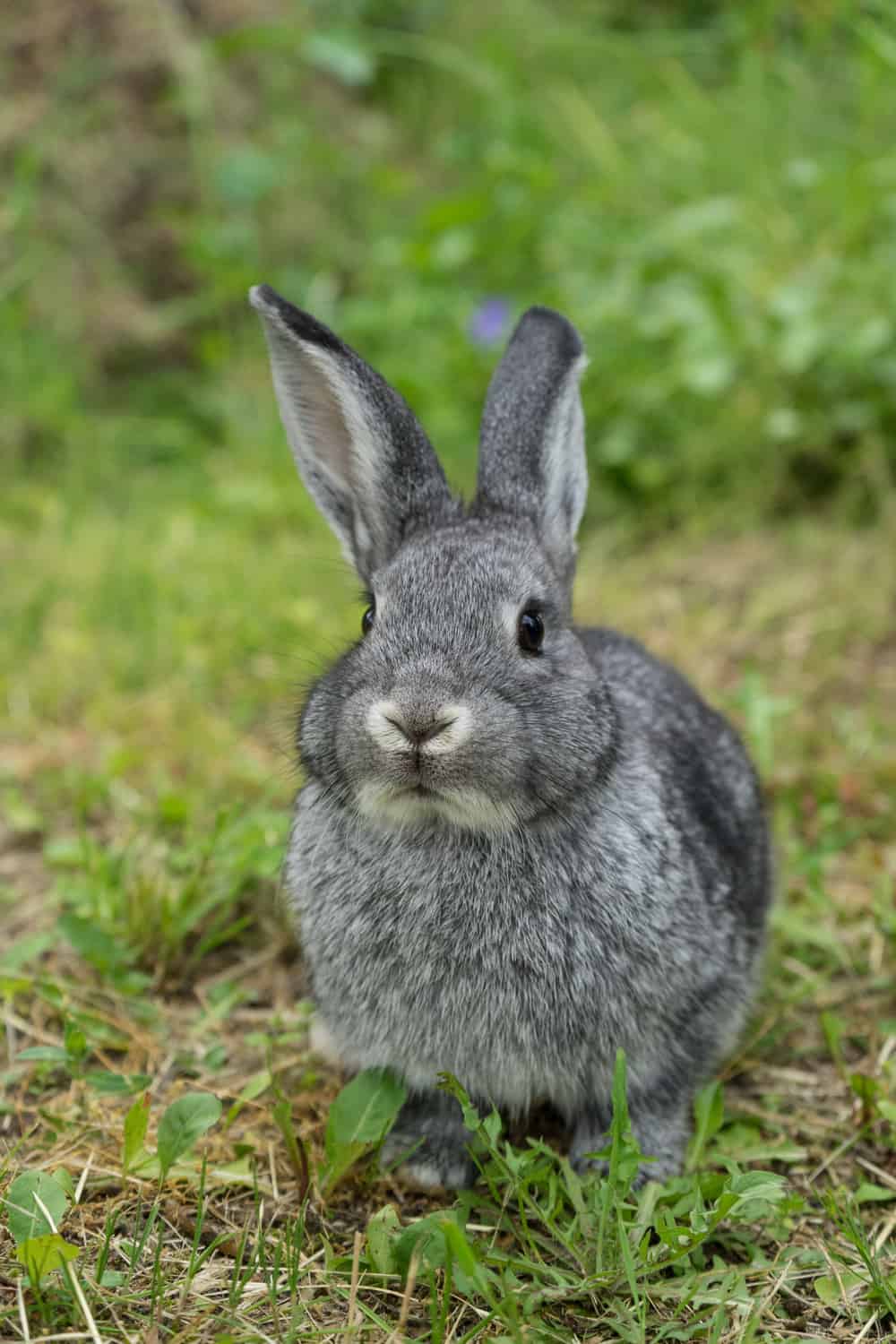 Standard Chinchilla rabbit
