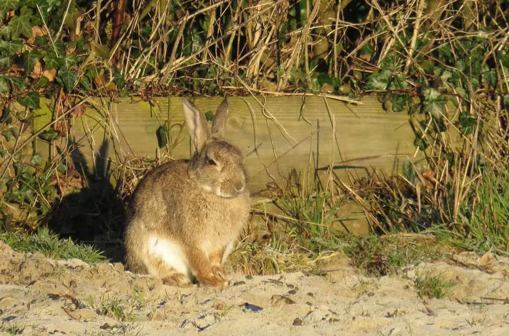 Sussex rabbit