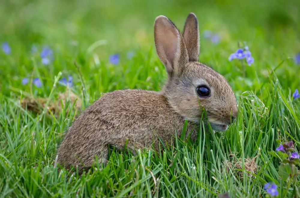 Sussex rabbit