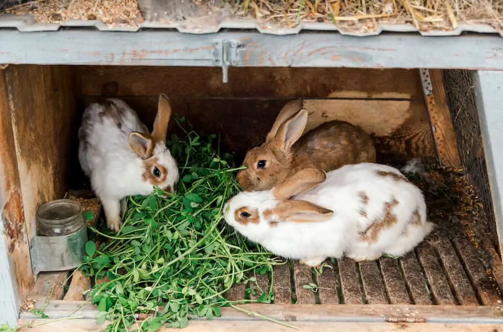 Ways to Solve the Problem With Rabbit Aggression