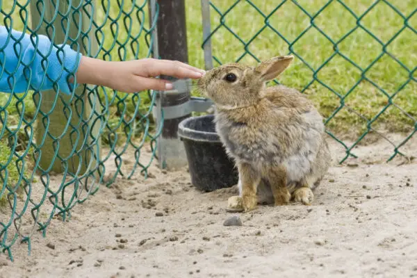 8 Most Humane Way to Kill an Injured Rabbit