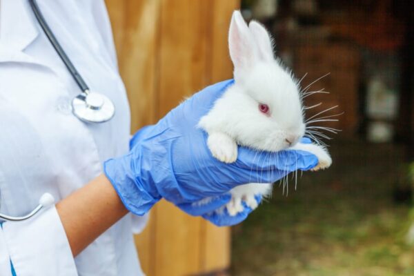 15 Most Common Rabbit Diseases