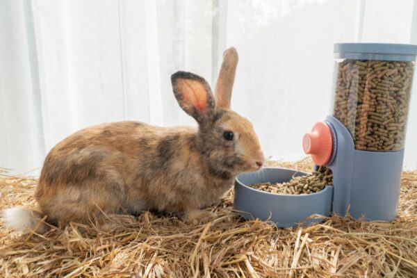 19 Easy DIY Rabbit Feeder Plans