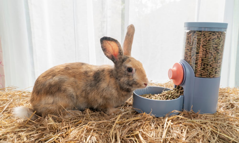 19 Easy DIY Rabbit Feeder Plans