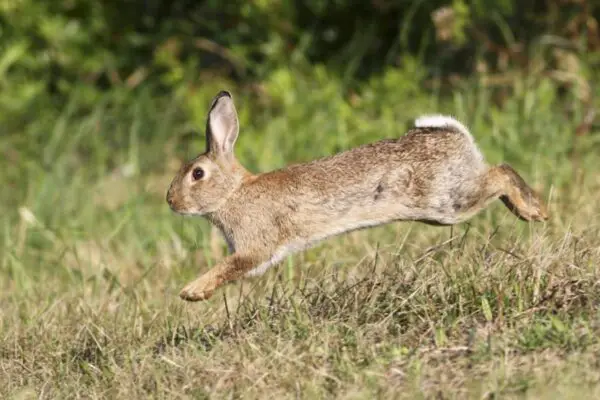 19 Natural Homemade Rabbit Repellent Recipes