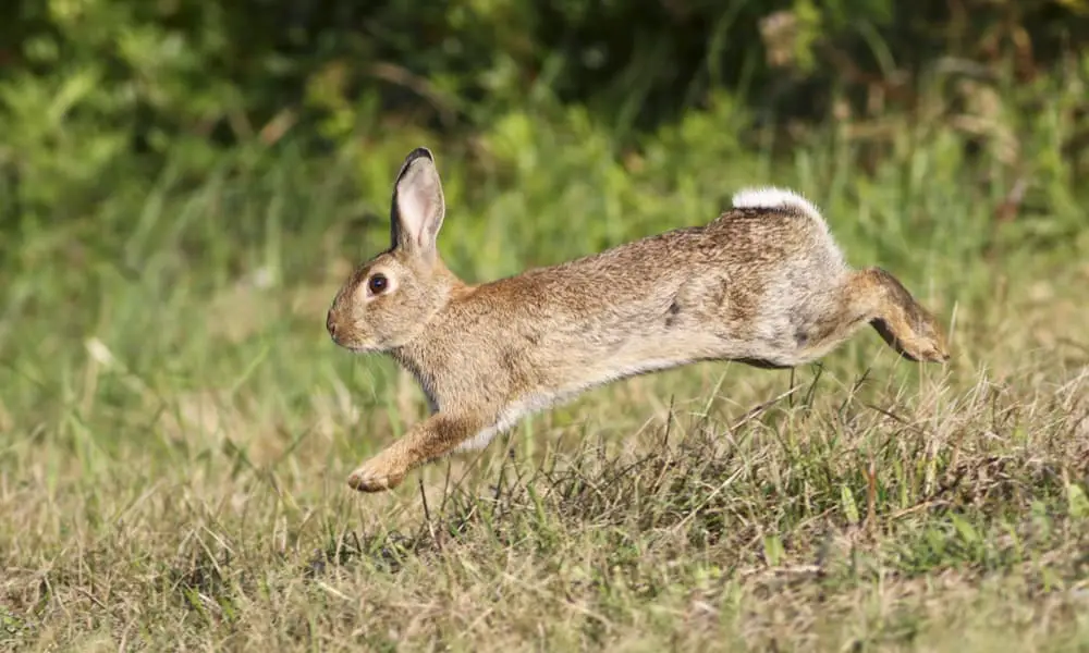 19 Natural Homemade Rabbit Repellent Recipes