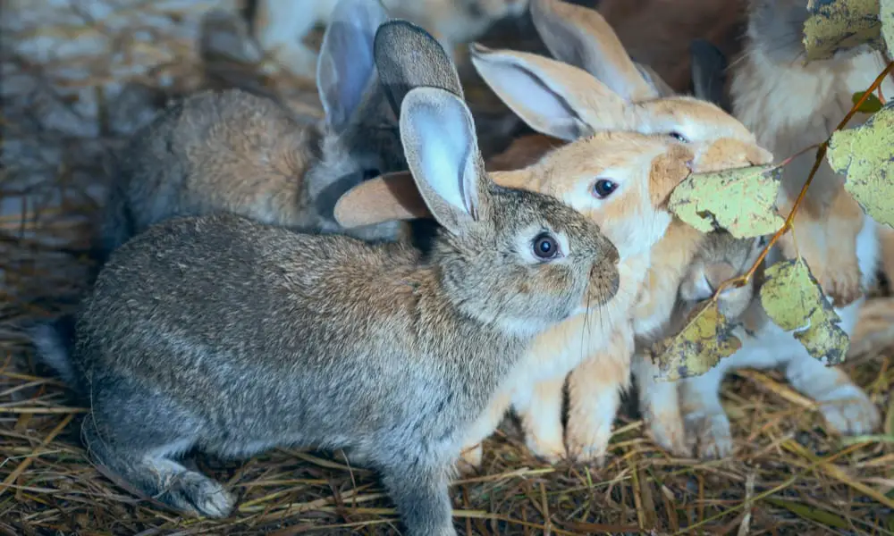 24 Most Profitable Rabbit Breeds (with Pictures)
